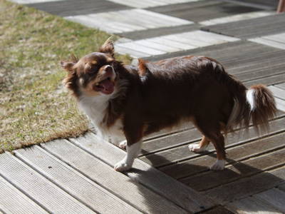 Bild 62 aus  Haus Linda