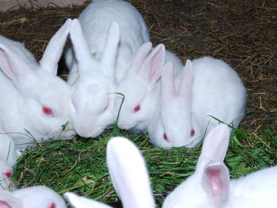 Bild 19 aus  Spathof