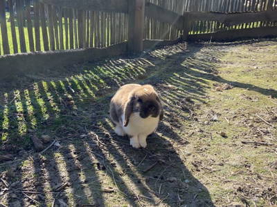 Bild 133 aus  Kürbishof Gartner