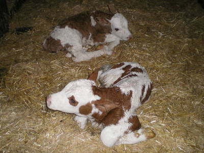 Bild 44 aus  Bio-Bergbauernhof Weger, vlg. Rübenstöffl