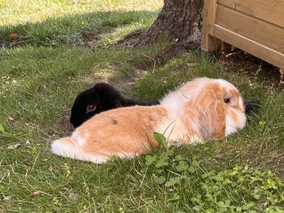 Bild 90 aus  Spöttlinghof