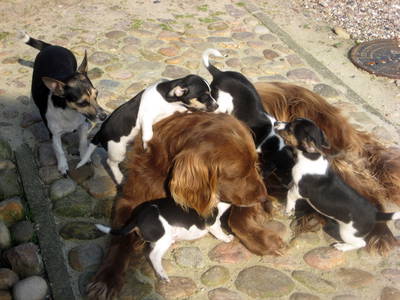 Bild 13 aus  Carstens Ferienhof