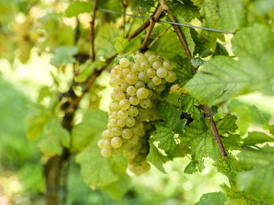 Bild 43 aus  Weingut Krispel