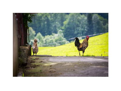 Bild 27 aus Wohlfühlbauernhof Bambichlgut