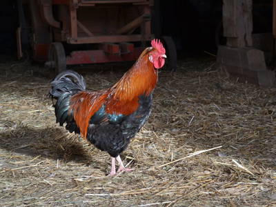 Bild 117 aus  Kaspergut