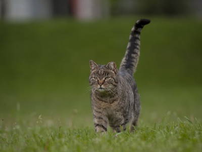 Bild 43 aus  Ferienhof Sturm