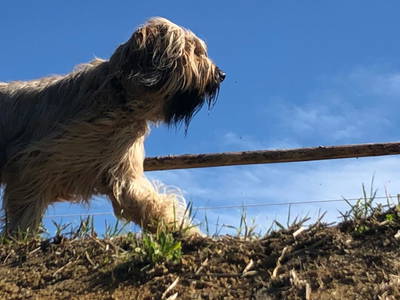 Bild 28 aus  Ferienhaus Plessberg