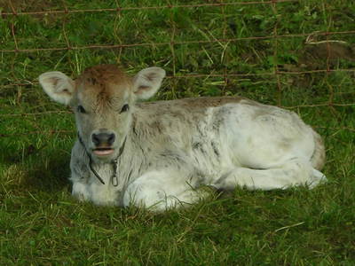 Bild 36 aus  Ferienbauernhof Liebschick