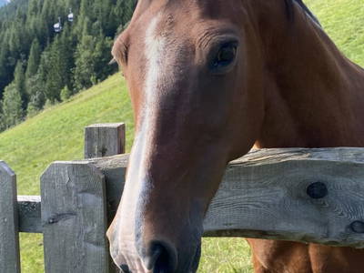 Bild 10 aus  Holzeralm