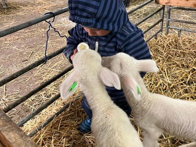 Bild 25 aus  S'Landhäuschen