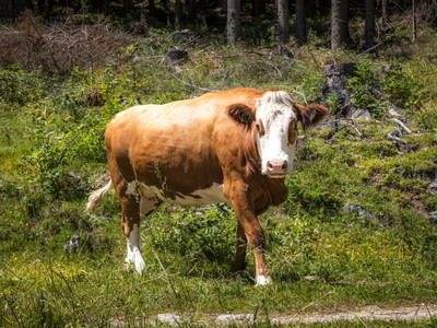 Bild 16 aus  Eseihütte