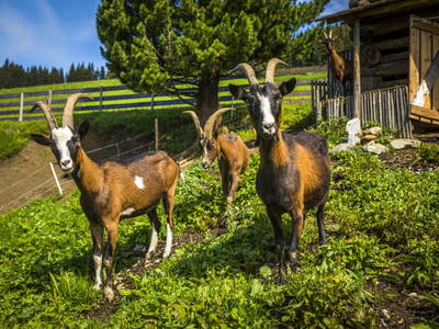 Bild 20 aus  Oberegghof