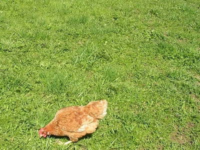 Bild 23 aus  Chalet Troadkasten - Biohof Kreilgut