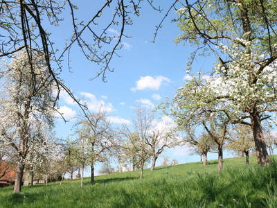 Bild 8 aus  Landhof-Schmid