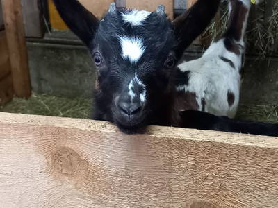 Bild 20 aus  Artlieb