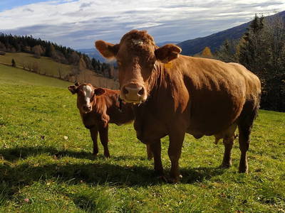 Bild 25 aus  Almbauer