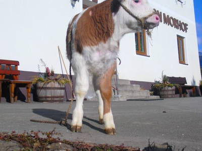 Bild 13 aus  Biobauernhof Morhof