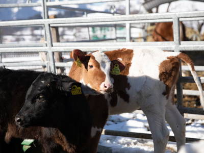 Bild 63 aus  Chalet Steinerner Meerblick