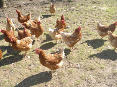 Bild 21 aus  Am Arkadenhof