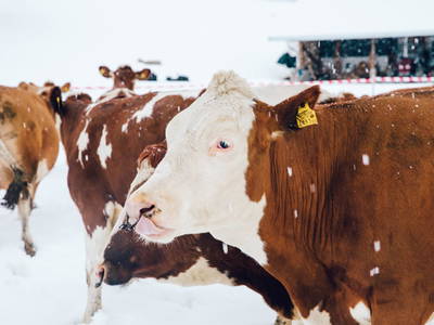 Bild 77 aus  Chalet Steinerner Meerblick