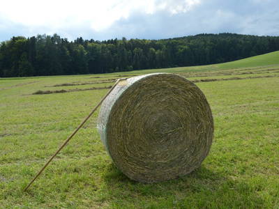 Bild 10 aus  Pircherhof - Adults Only am Biobauernhof