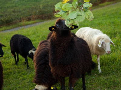 Bild 5 aus  Biohof Leutschach