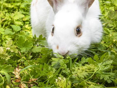 Bild 12 aus  Kesslerhof