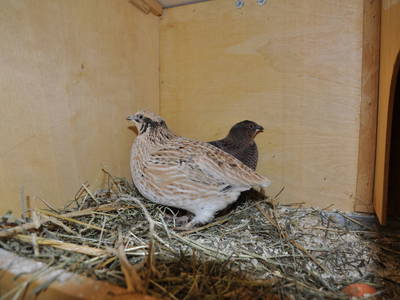 Bild 130 aus  Ferienwohnungen & Bungalows am Faaker See - Karglhof OG