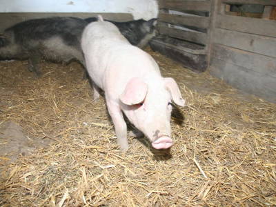 Bild 125 aus  Kaspergut