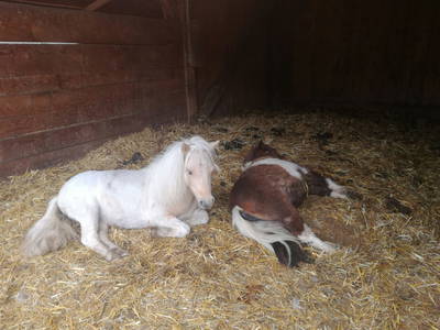 Bild 33 aus  Hofchalets Nikola