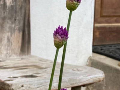 Bild 11 aus  Ferienhof Rauchhaus