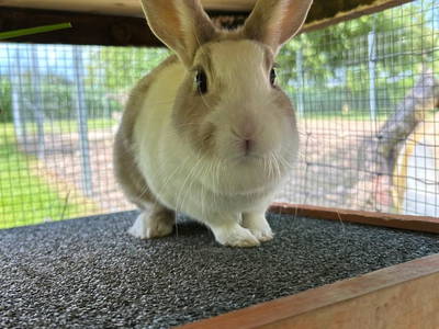 Bild 194 aus  Vitalhof Roithinger