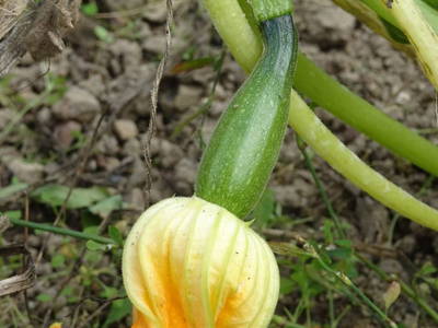 Bild 58 aus  Bauer am Berg