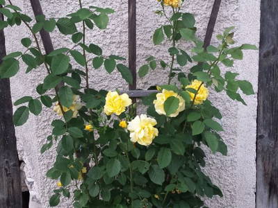 Bild 2 aus  BIO-Hof Wiesbauer