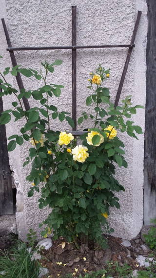 BIO-Hof Wiesbauer aus Türnitz
