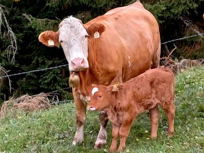 Bild 148 aus  Almhütte Brandgut