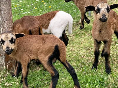 Bild 8 aus  Ferienhof Ritter im Harz