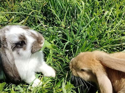 Bild 38 aus  Langhanshütte