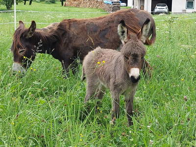 Bild 86 aus  Schmiedsipplhof 