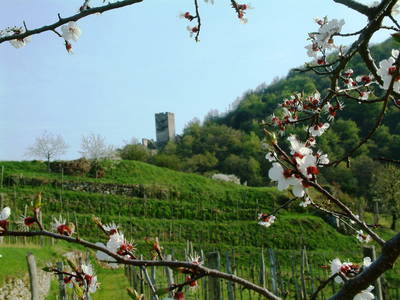 Bild 92 aus  Weingut STRAWANZER Donabaum