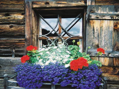 Bild 78 aus  Taxengut