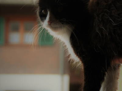 Bild 19 aus  Ferienhof Kopf