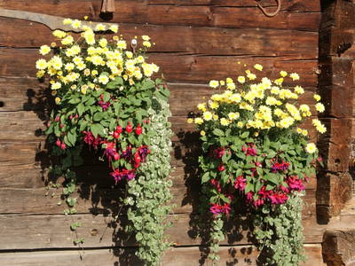 Bild 34 aus  Albachhof