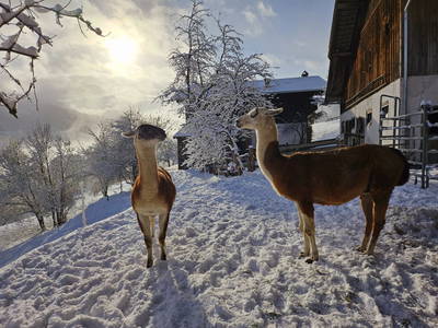 Bild 94 aus  Pfleger Ranch am Schönegg Gut