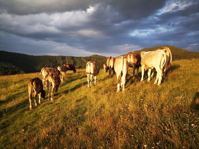 Bild 51 aus  Größingalm