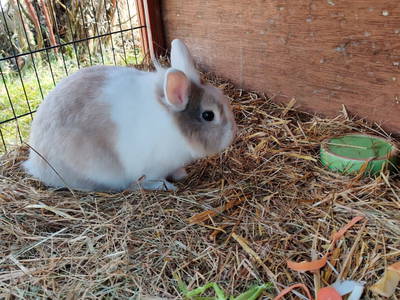 Bild 26 aus  Biohof Viertl