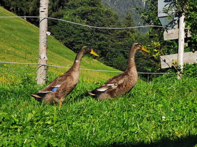 Bild 61 aus  Hauserhof am Goldberg
