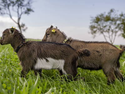 Bild 17 aus  Testhof UaB NÖ