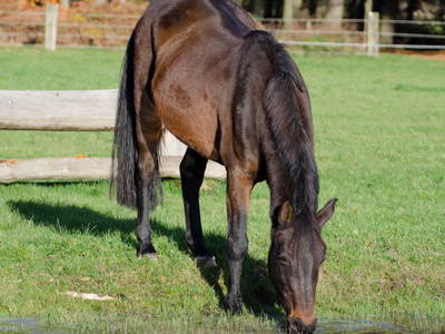 Bild 26 aus  Ponyhof Georgenbruch - Gutshof mit Ferienwohnungen, Pensionsstall und Reitschule