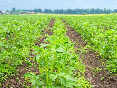 Bild 24 aus  Erbhof Kleintödling